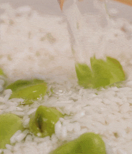 鍋底抹油，將淘洗干凈的大米，加蠶豆、清水，蓋蓋中火煮。